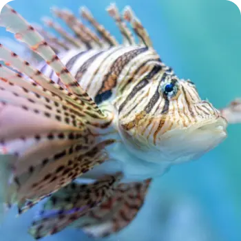 Ocean with full of Colors image